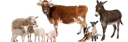 Livestock feed