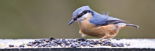 wild bird feeding