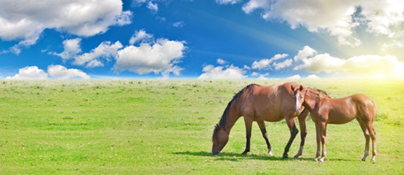 We supply pet and live stock feeds including: